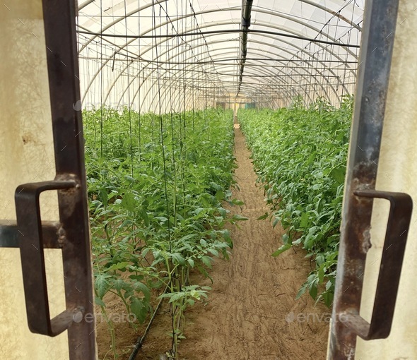 Outside of a desert mesh greenhouse looking in at sustainable farming of organic tomatoes