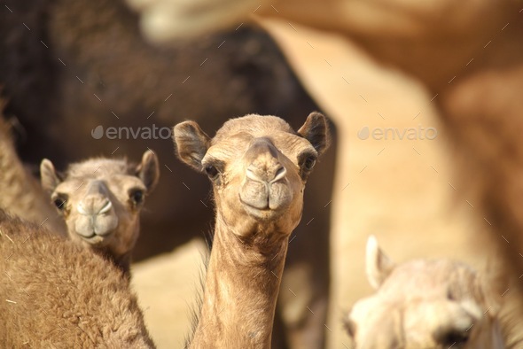 Camels in the desert wilderness are amazingly geared for survival in searing heat with a cute smile