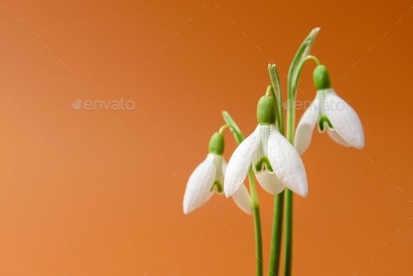 Snowdrop flowers on brown - Stock Photo - Images