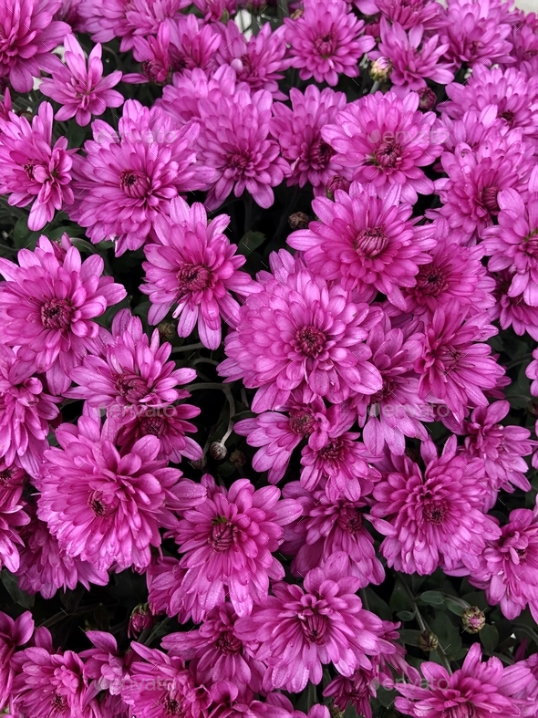 Purple chrysanthemums. Stock Photo by marisap7 PhotoDune