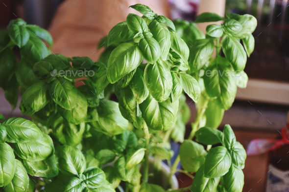 Aromatic Green basil plant at home in a kitchen