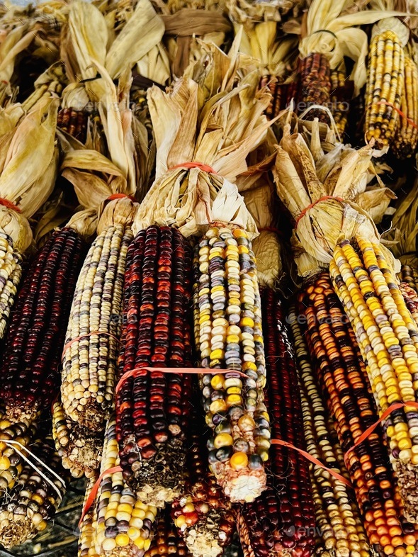 Indian corn on the cob. Stock Photo by marisap7 | PhotoDune