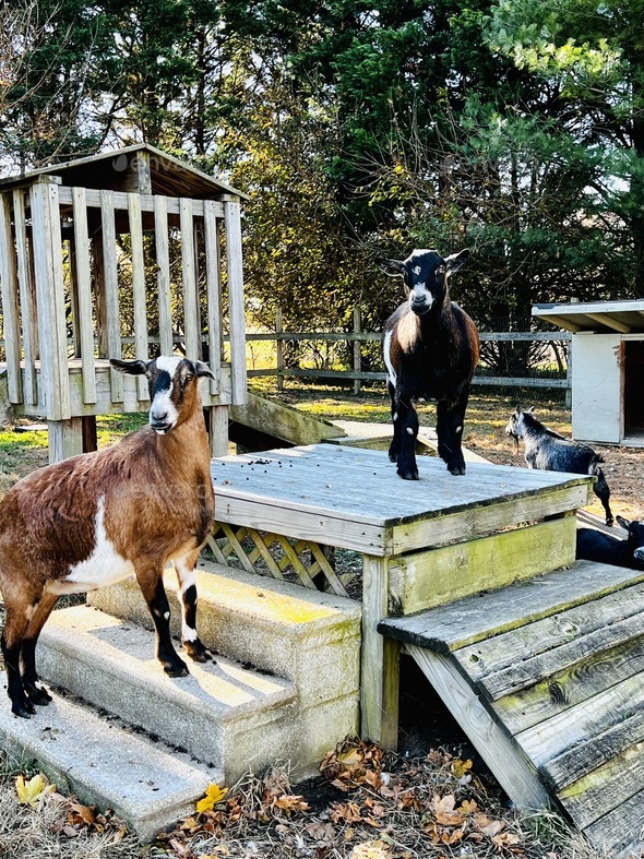Goats standing on the steps.