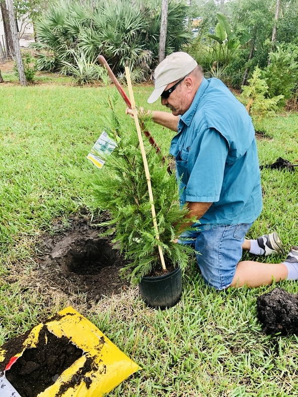 Homeowner planting trees in his yard.