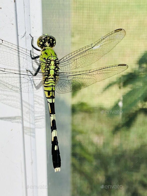 Dragonfly on the screen.