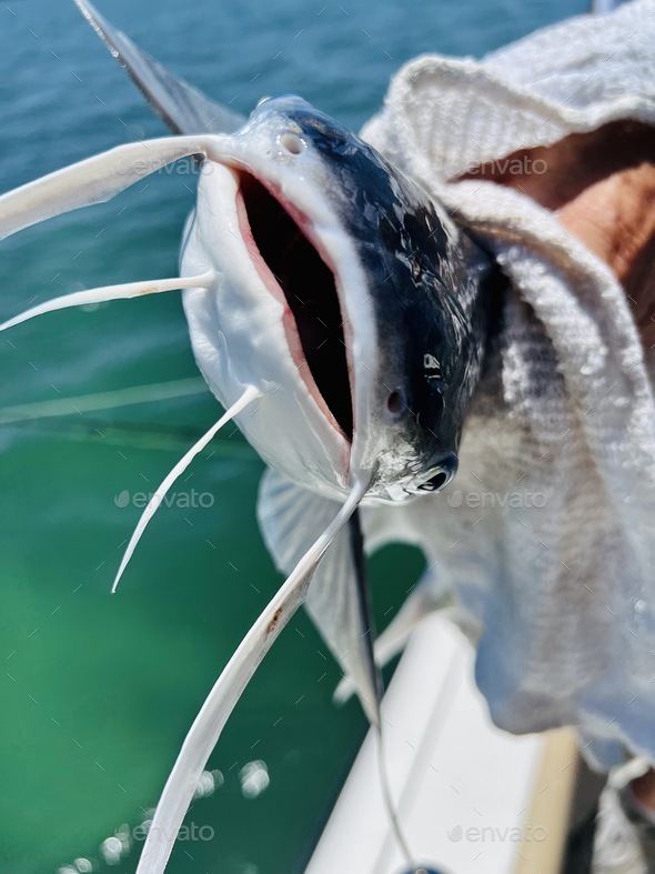 The mouth of a catfish.