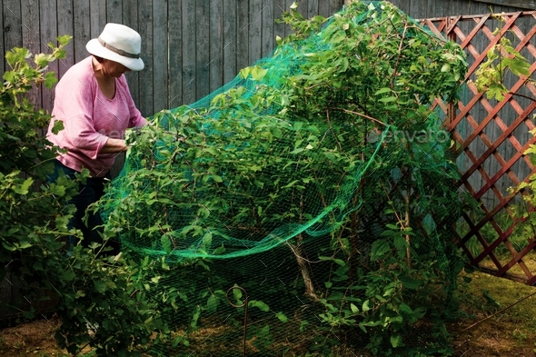 An elderly woman covers the bushes of berries with a mosquito net from being eaten by birds