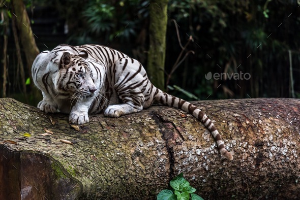 White Tiger - these giant cats are a cat-rivaling sight at the Singapore Zoo.