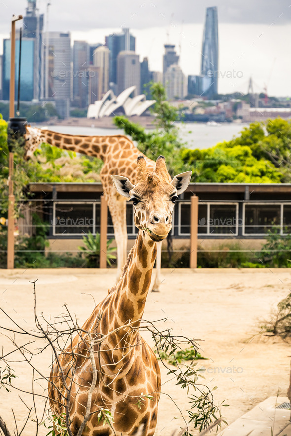 The giraffes at Taronga Zoo in Sydney, Australia. Stock Photo by Javanng
