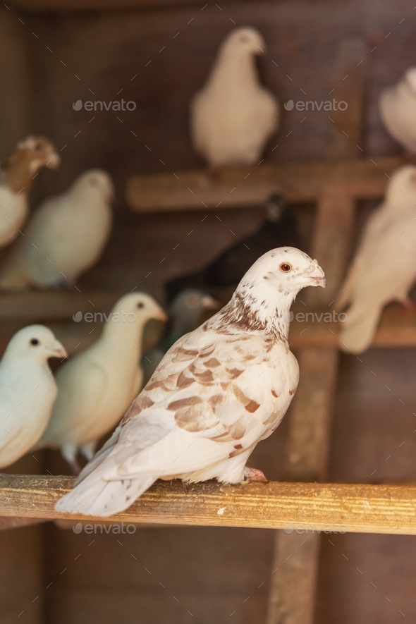 white homing pigeons on a domestic pigeon breeding farm. Stock Photo by akifewas