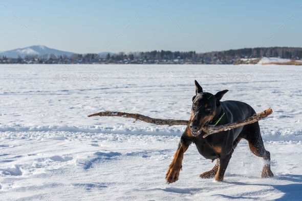 Doberman dog runs with a stick in his teeth during a walk outdoors.