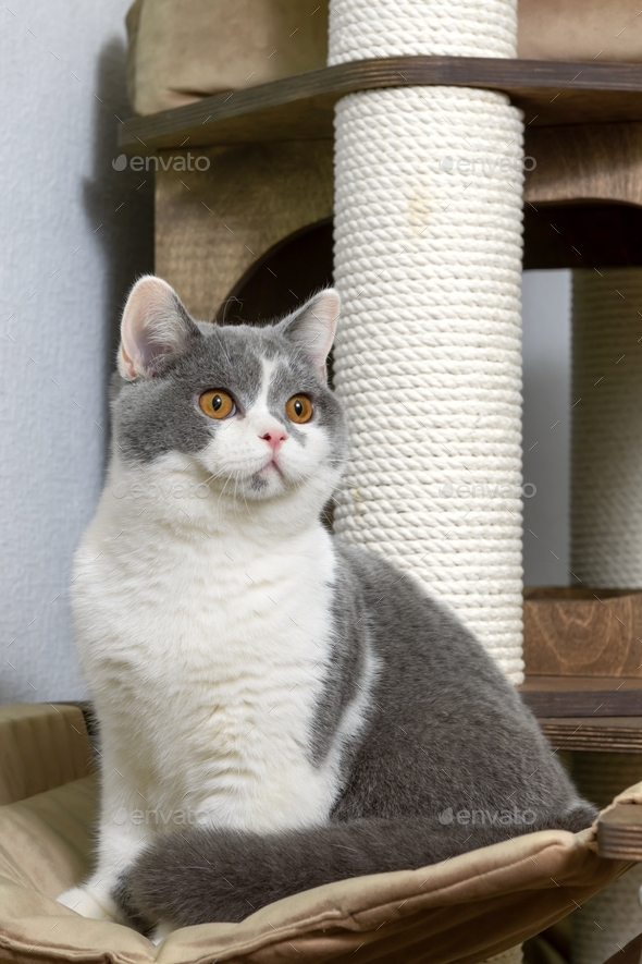 A large gray cat of the British breed sits on a play complex for animals