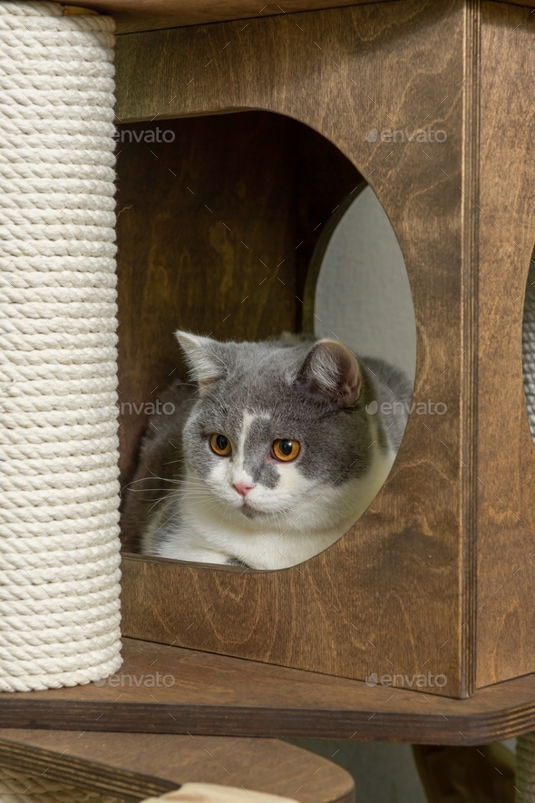 A large gray cat of the British breed sits on a play complex for animals and looks out
