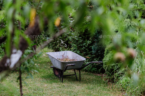 Wheelbarrow in garden, full of twigs and foliage. Autumn garden cleaning concept.