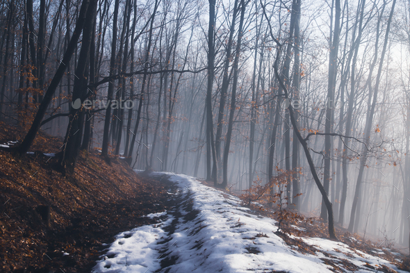 Mysterious forest in fog - Stock Photo - Images