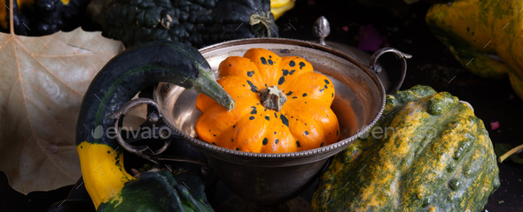 various types of ornamental pumpkins on dark background - Stock Photo - Images