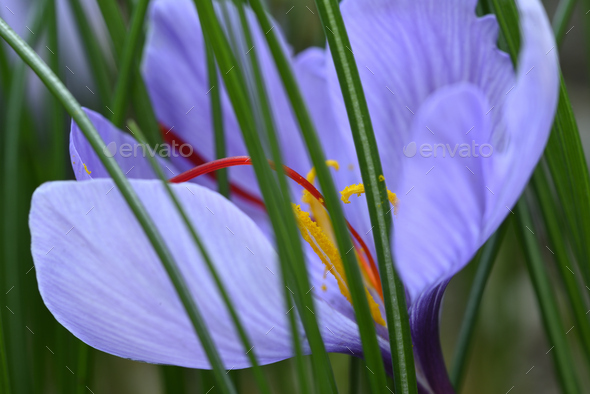 Flower of Crocus sativus, saffron crocus. with vivid crimson stigma and styles - Stock Photo - Images