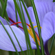 Flower of Crocus sativus, saffron crocus. with vivid crimson stigma and styles - PhotoDune Item for Sale