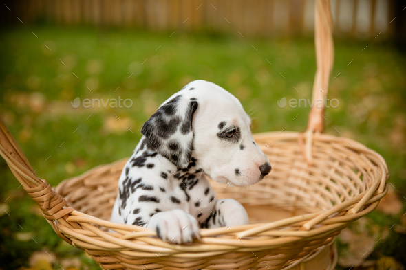 Adorable dalmatian dog outdoors in summer, autumn.Dalmatian, cute small puppy in basket.Cute small