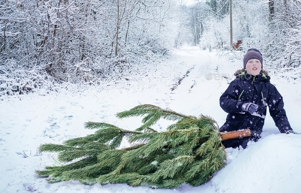 Boy Was Dragging A Christmas Tree For Christmas Eve On A Snowy Road ...