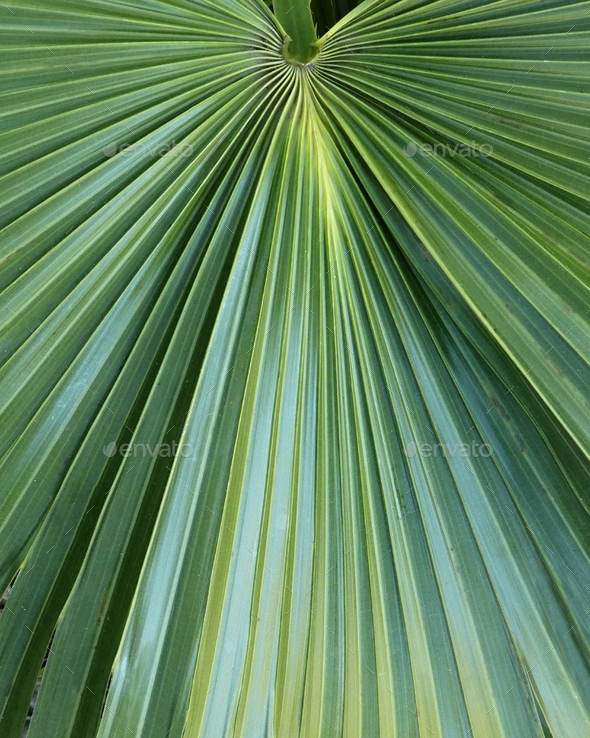 Green cabbage palm leaf full frame background