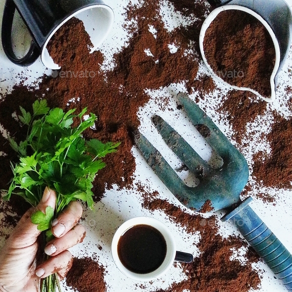 Used coffee ground for sustainable garden Stock Photo by Angela_Sikiric
