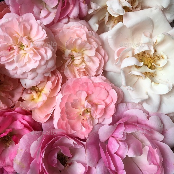 Roses in shades of pink Stock Photo by ehpyle | PhotoDune