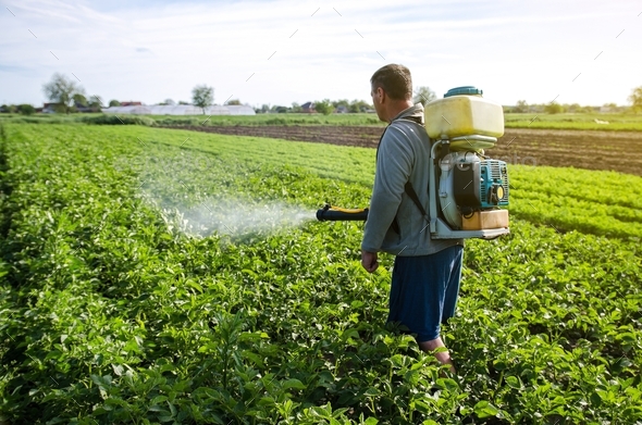 A farmer with a mist fogger sprayer sprays fungicide and pesticide on potato bushes.