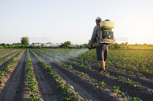 A farmer with a backpack spray sprays fungicide and pesticide on potato bushes.