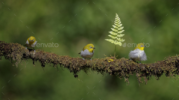 On the perch  - Stock Photo - Images
