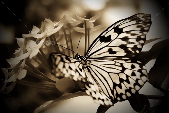 Beautiful butterfly on the flowers in sepia tones  - Stock Photo - Images