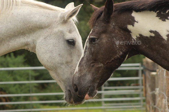 Making friends. Two horses introducing themselves. - Stock Photo - Images