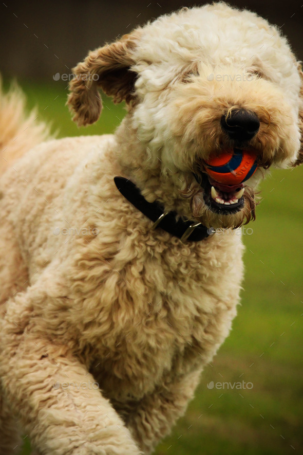 Close up portrait of a labradoodle dog playing ball - Stock Photo - Images