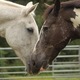 Making friends. Two horses introducing themselves. - PhotoDune Item for Sale
