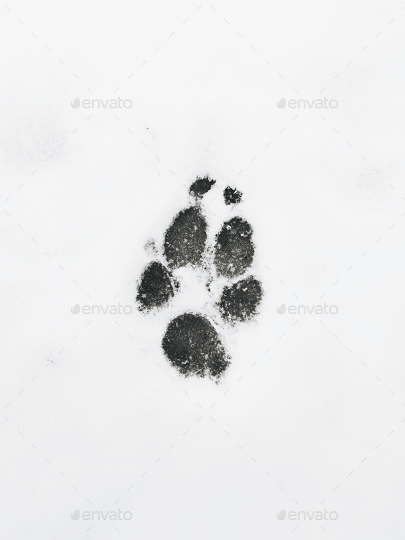 Dog traces on snow,paw