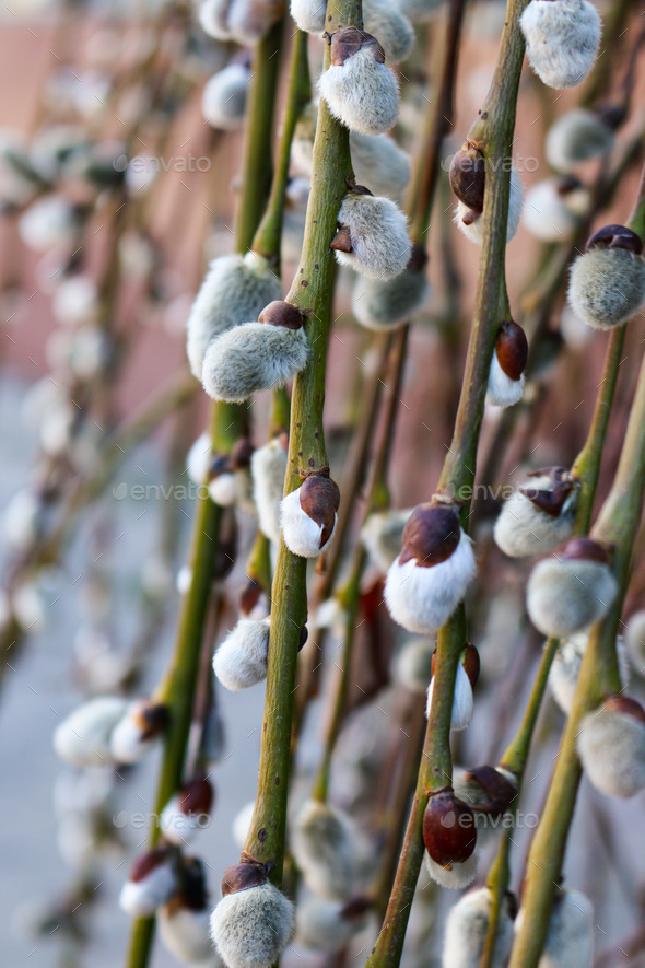 Willow twigs - Stock Photo - Images
