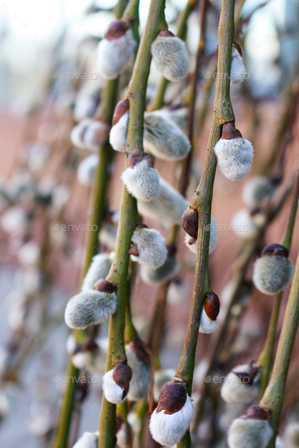 Willow twigs  - Stock Photo - Images