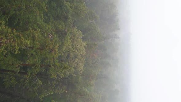 Vertical Video Fog in the Forest Aerial View alt