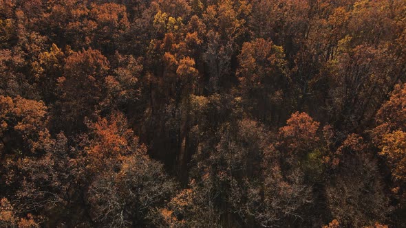 Drone view of beautiful yellow and brown golden forest tree tops.