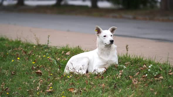 A Large Beautiful White Stray Dog Lies on the Grass Near the Roadway in the City