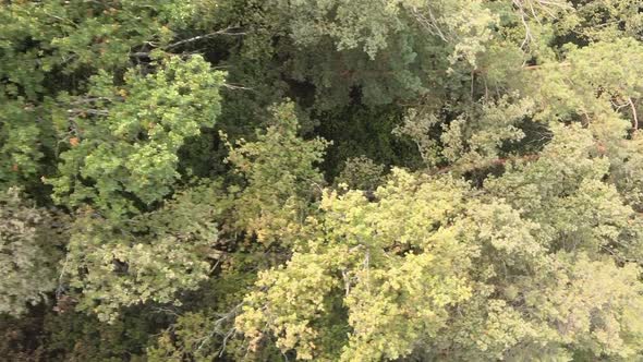 Vertical Video of a Green Forest on a Summer Day alt