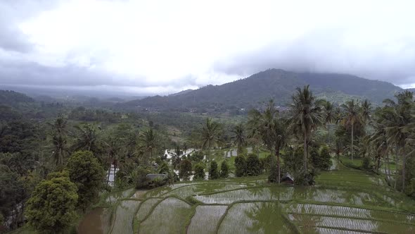 Aerial view of paddy cultivation field on a hill, Bali, Indonesia.