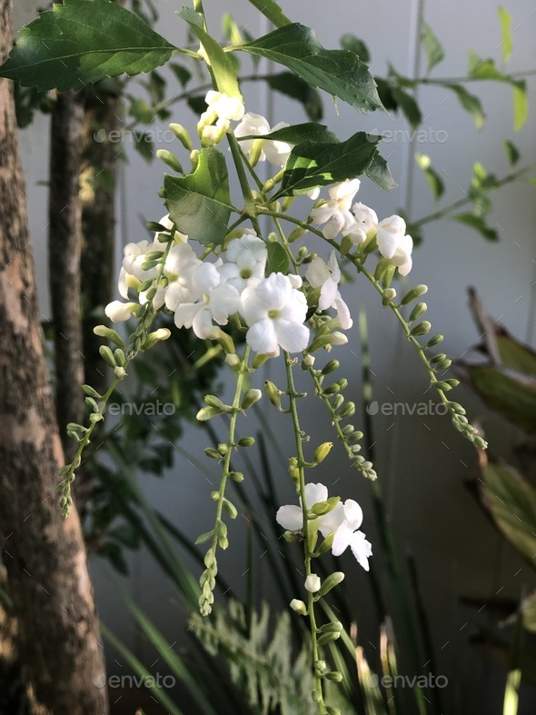 White flowers growing on tree in backyard. Stock Photo by Mrskiac