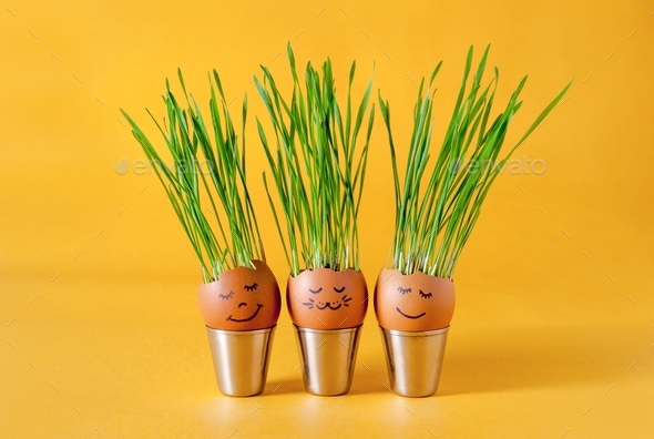 Sprouting grains of wheat in an eggshell. Decorative greenery in an eggshell for Easter