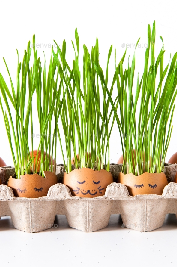 Sprouting grains of wheat in an eggshell. Decorative greenery in an eggshell for Easter