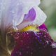 Purple iris  - PhotoDune Item for Sale