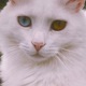 Cat portrait  - PhotoDune Item for Sale