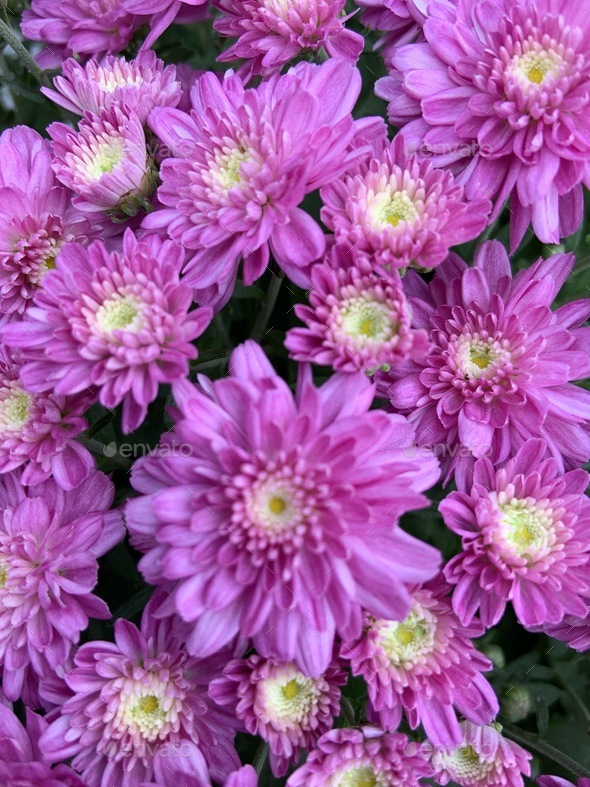 Purple mums Stock Photo by hokietim | PhotoDune