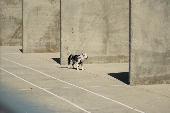 Dog in a concrete facility  - Stock Photo - Images
