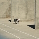Dog in a concrete facility  - PhotoDune Item for Sale